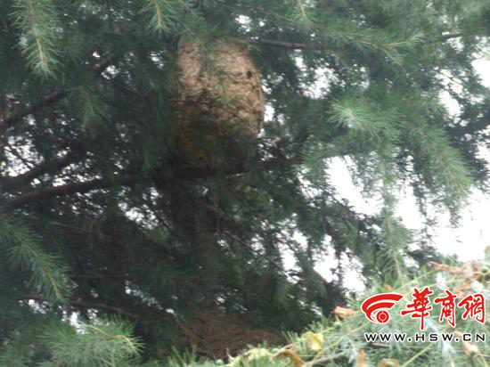 足球大胡蜂巢挂树上 6市民广场游玩遭袭击