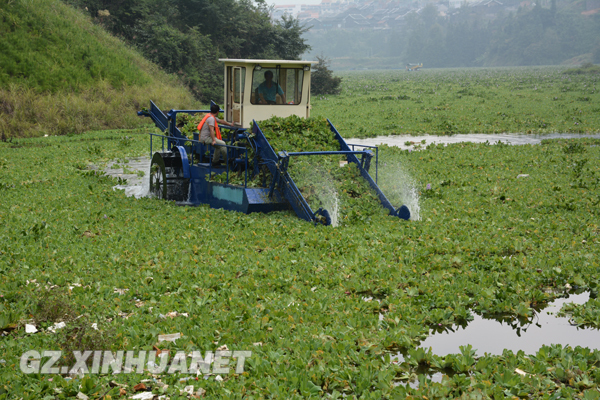 锦屏水白菜泛滥成灾 沼气工程治理试验项目开展